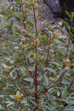 Image of madrone