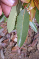 Image of madrone