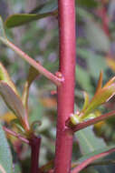 Image of madrone