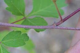 Image of sumac