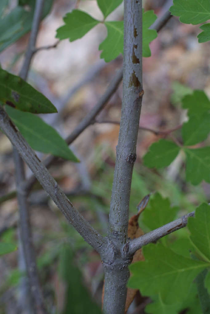 Image de sumac