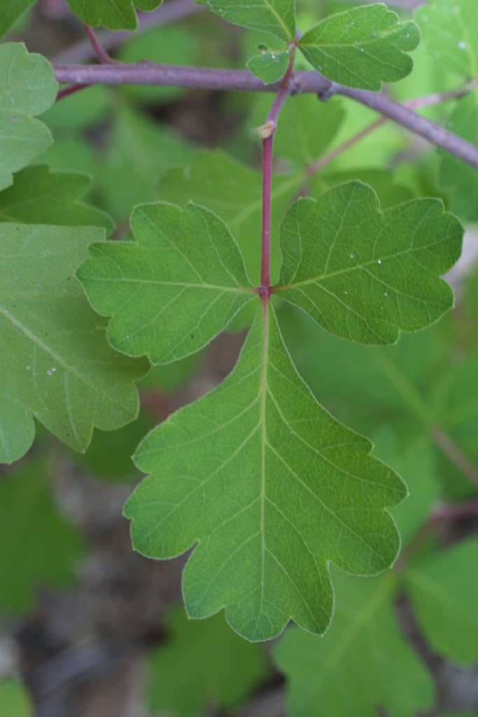 Image de sumac