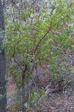 Image of madrone