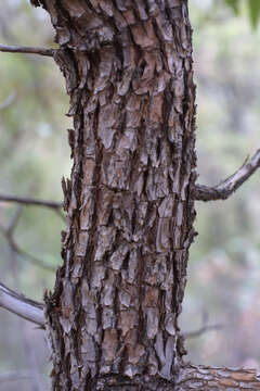 Image of madrone