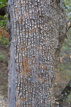 Image of madrone