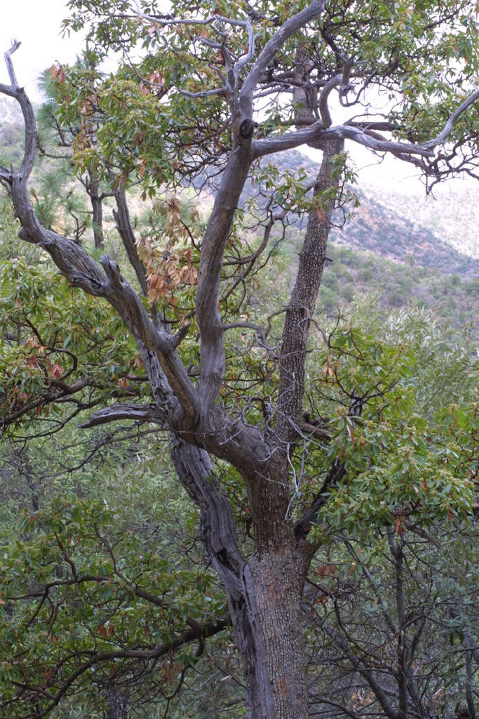Image of madrone