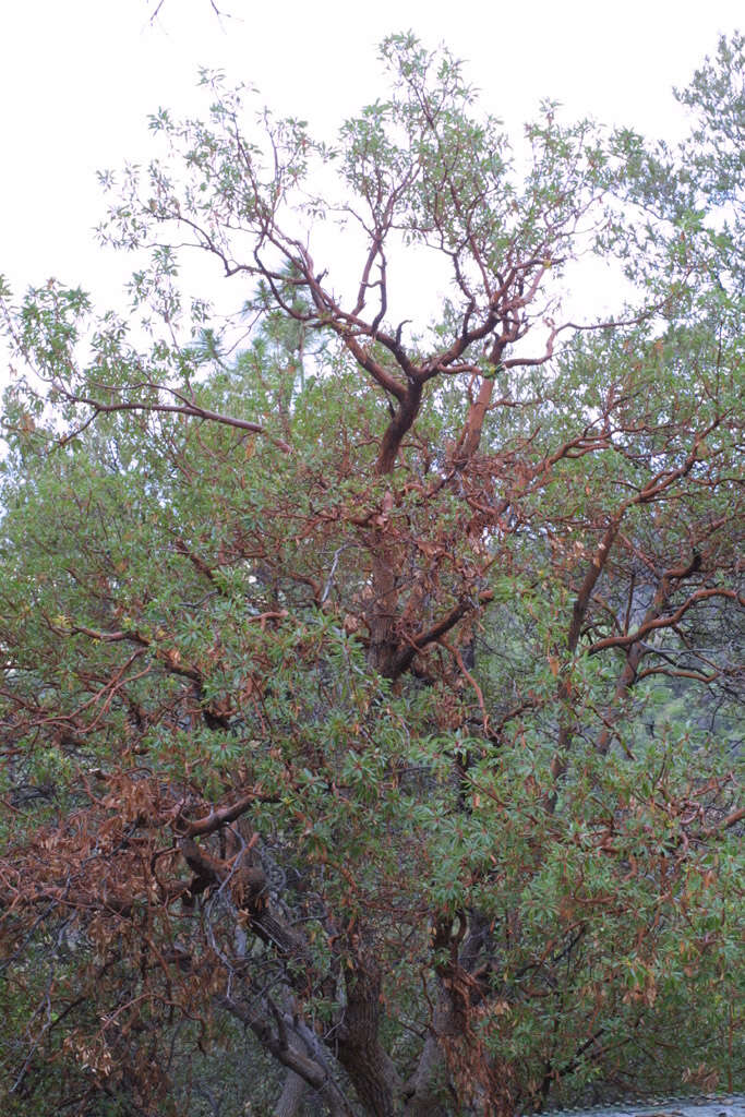Image of madrone
