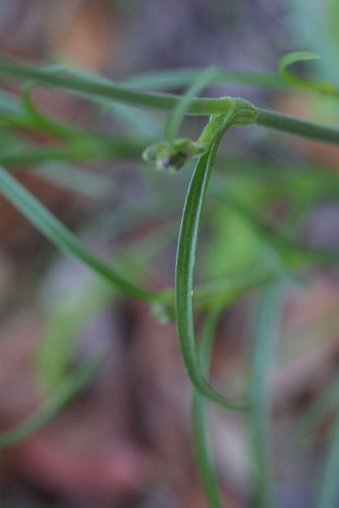 Image of birdbill dayflower