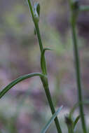 Image of birdbill dayflower