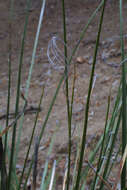 Image of beargrass