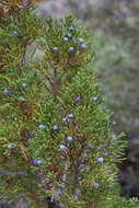 Image of juniper