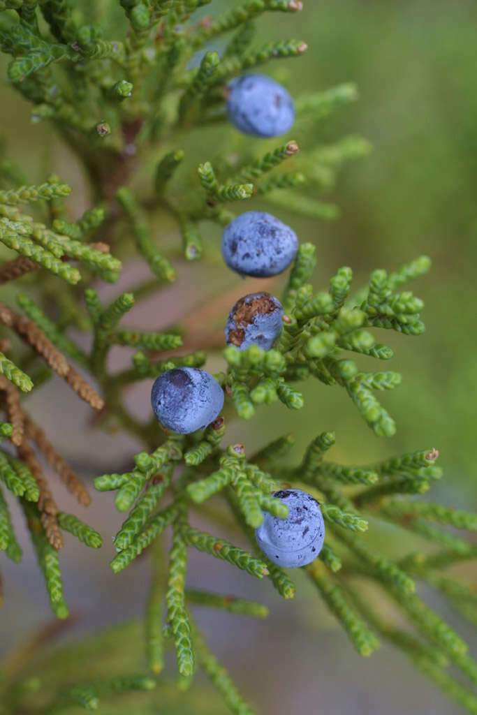 Image of juniper