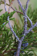 Image of juniper