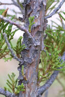 Image of juniper