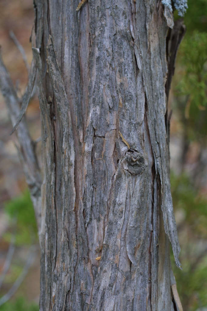 Image of juniper