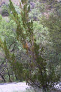 Imagem de Juniperus