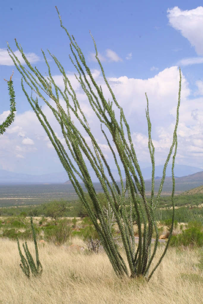 Image of ocotillo