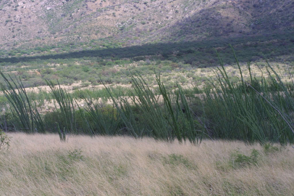 Image of ocotillo