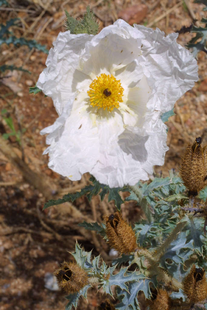 Image of southwestern pricklypoppy