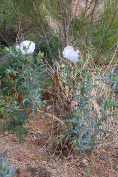 Image of southwestern pricklypoppy