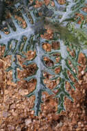 Image of southwestern pricklypoppy