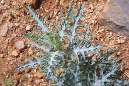 Image of southwestern pricklypoppy