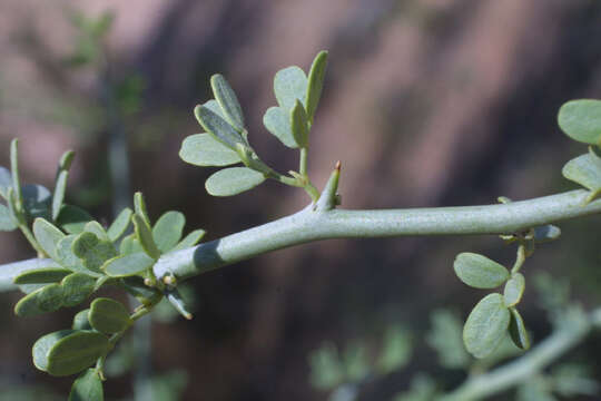 Image of Cercidium floridum