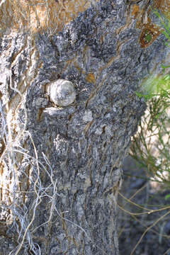 Image of Cercidium floridum