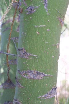 Image of Cercidium floridum