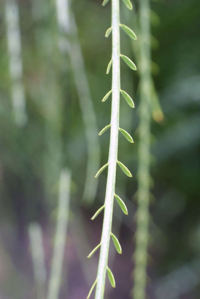 Image of paloverde