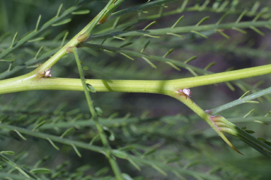 Image of paloverde