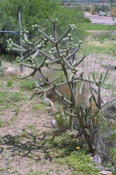 Image de Cylindropuntia