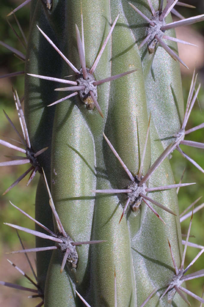 Image de Cylindropuntia