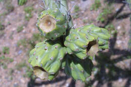 Image of Chollas