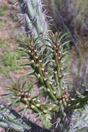 Image of Chollas