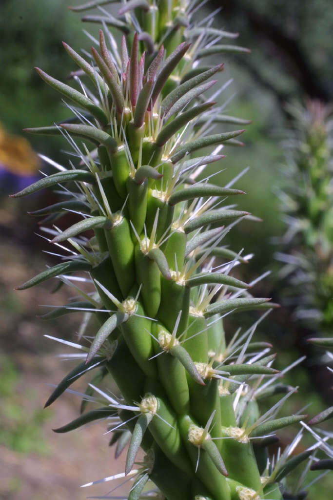 Image of Chollas