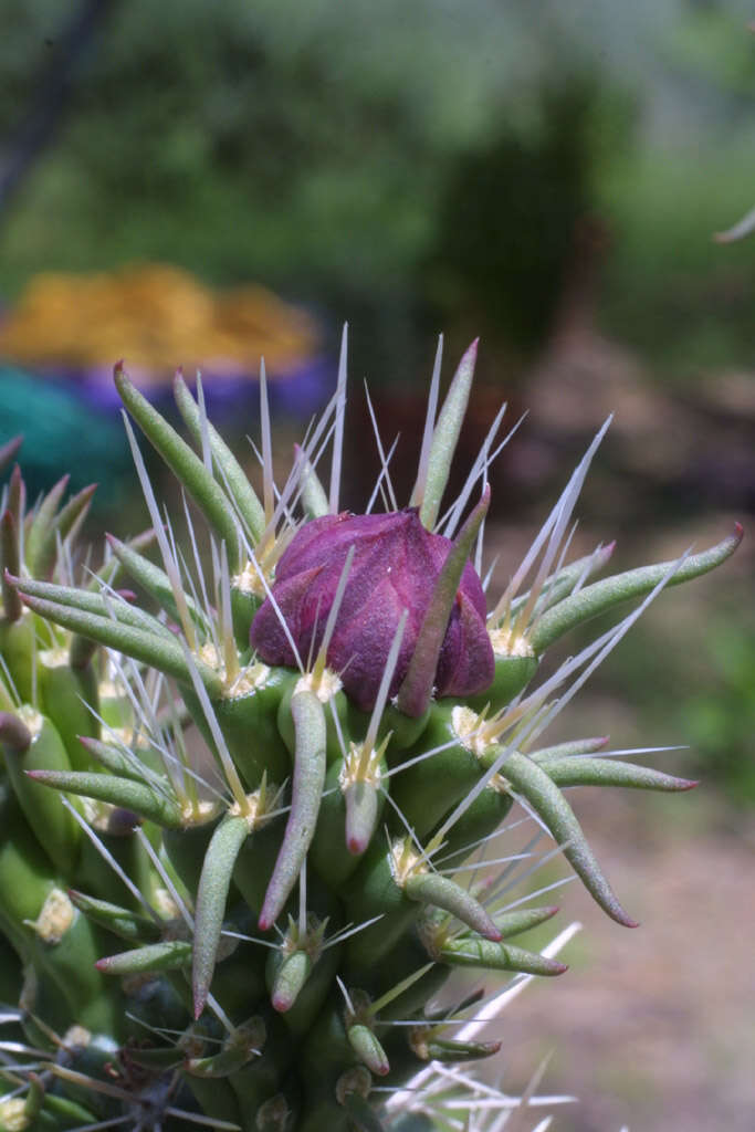 Image of Chollas