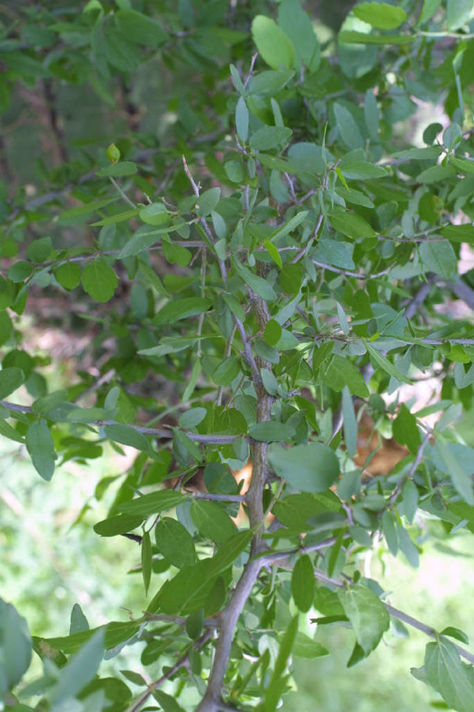 Celtis ehrenbergiana (Kl.) Liebm.的圖片