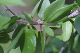 Celtis ehrenbergiana (Kl.) Liebm.的圖片