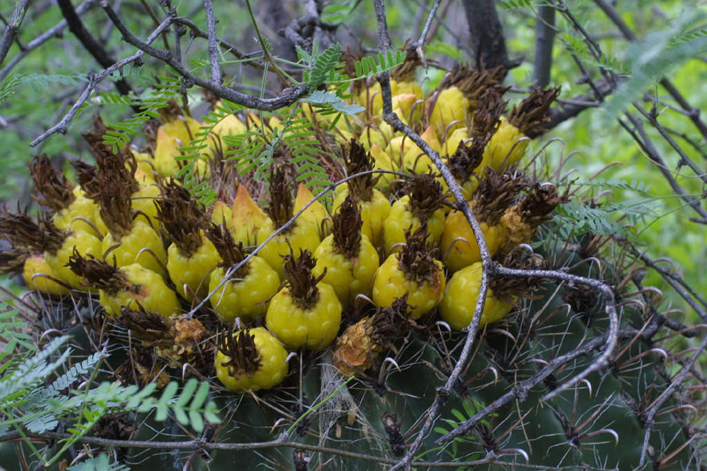 Image of barrel cactus