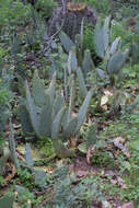 Image of cactus apple