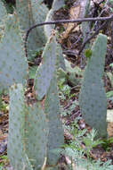 Imagem de Opuntia engelmannii var. linguiformis (Griffiths) B. D. Parfitt & Pinkava