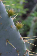 Imagem de Opuntia engelmannii var. linguiformis (Griffiths) B. D. Parfitt & Pinkava