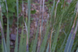 Image of sotol