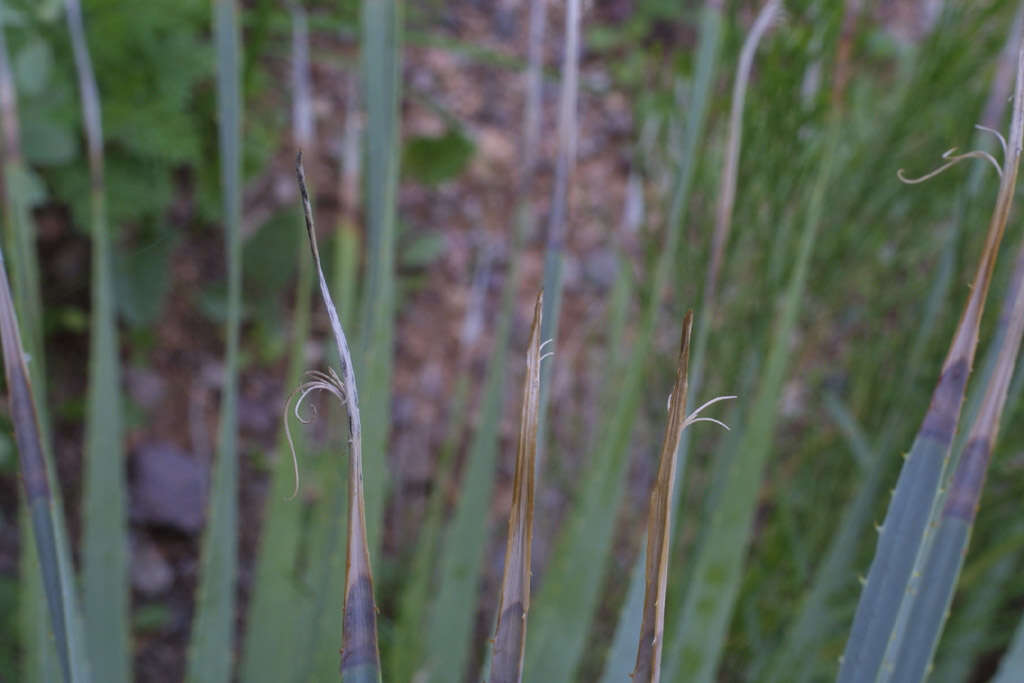 Image of sotol