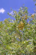 Image of western soapberry