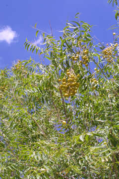 Слика од Sapindus saponaria subsp. drummondii (H. & A.) E. Murray