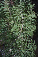 Image of western soapberry