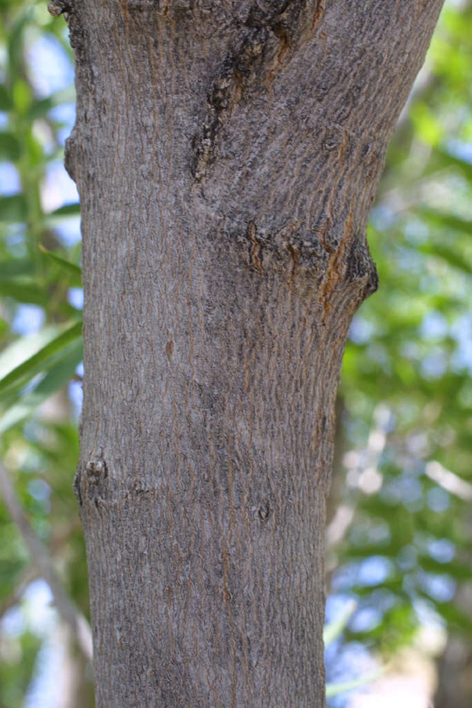 Image of western soapberry