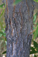 Image of western soapberry